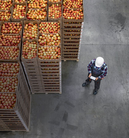 man inspecting fruit