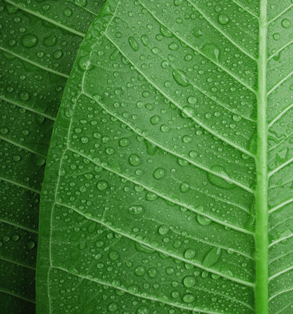 close up of a leaf with water droplets